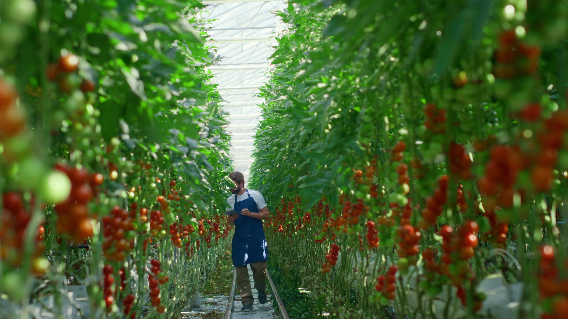 农业综合企业所有者设备监控种植园番茄的收获过程视频的预览图
