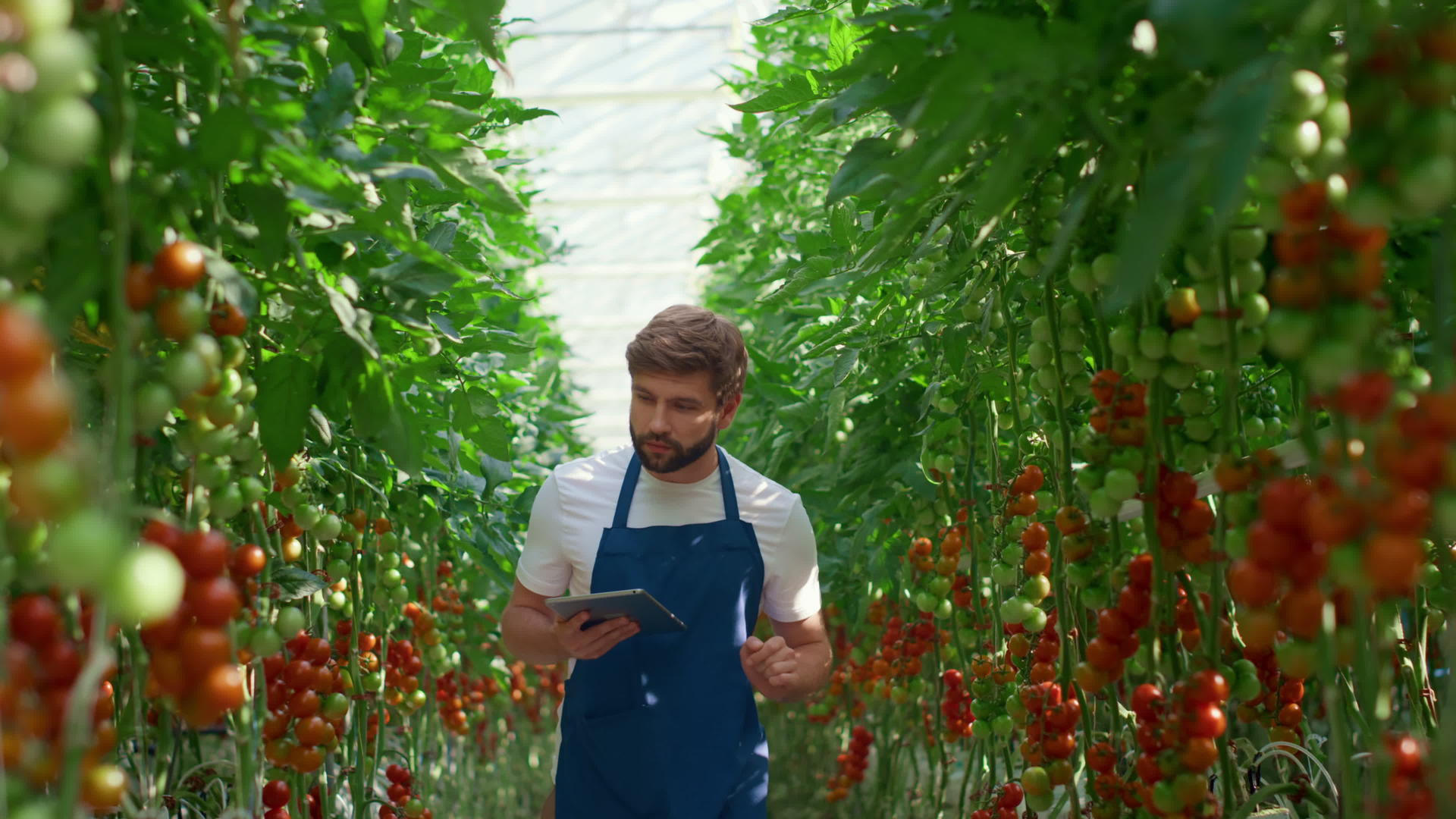 农业艺术家创新片检查技术农场番茄生长水平视频的预览图