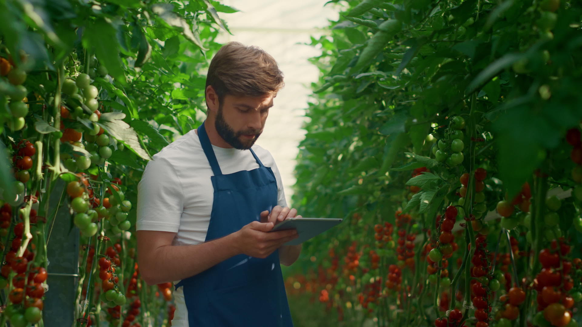 农场工人在温室里检查技术装置番茄的生长水平视频的预览图