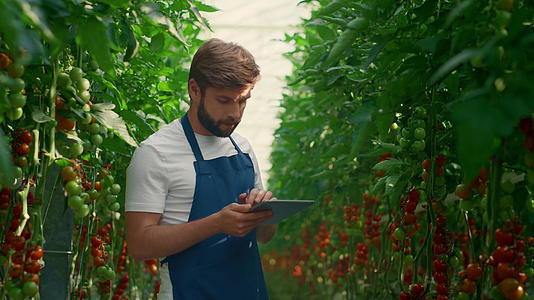 农场工人在温室里检查技术装置番茄的生长水平视频的预览图