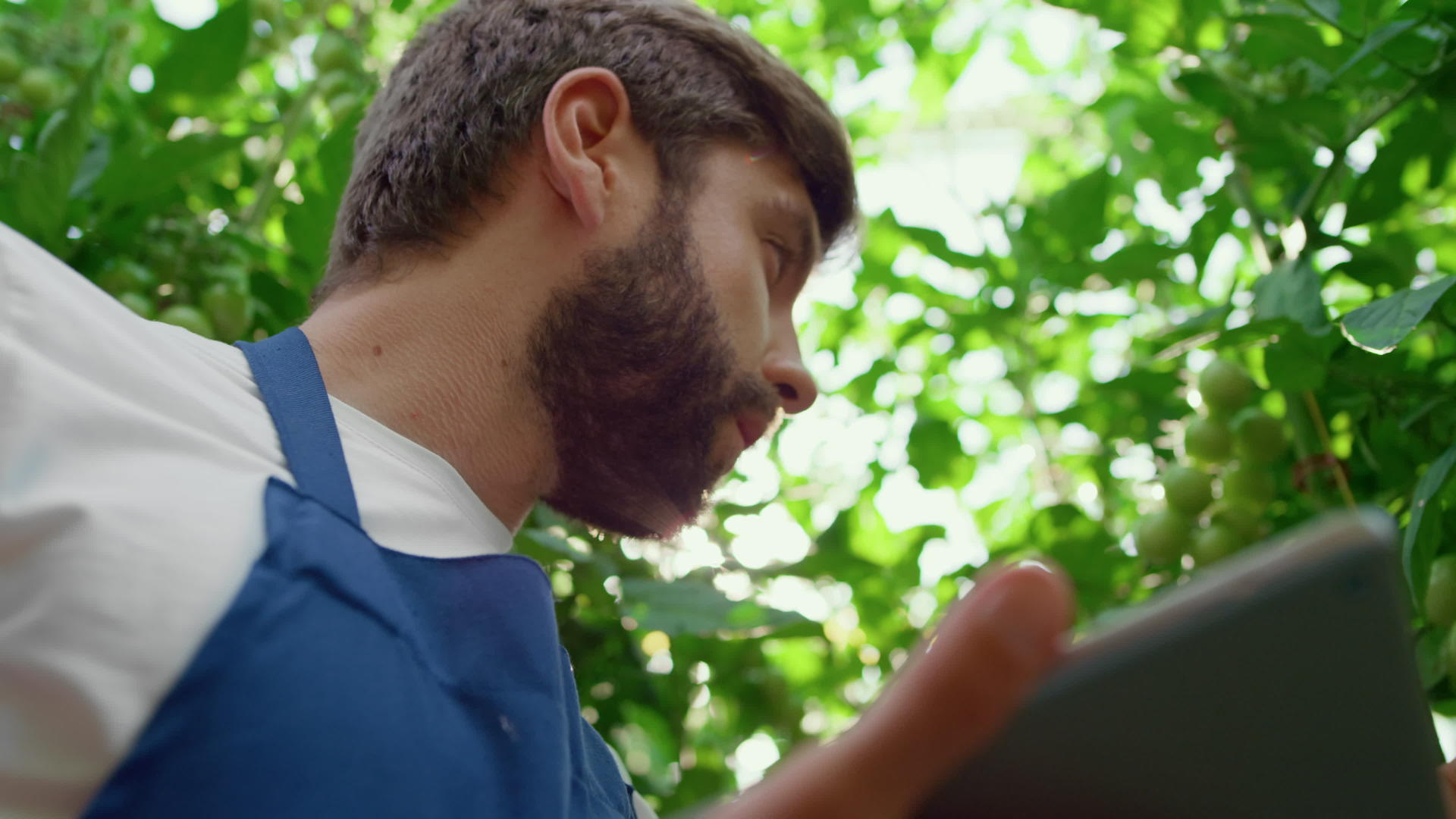 在有机果园肖像中农业专家用平板电脑对植物进行检查视频的预览图