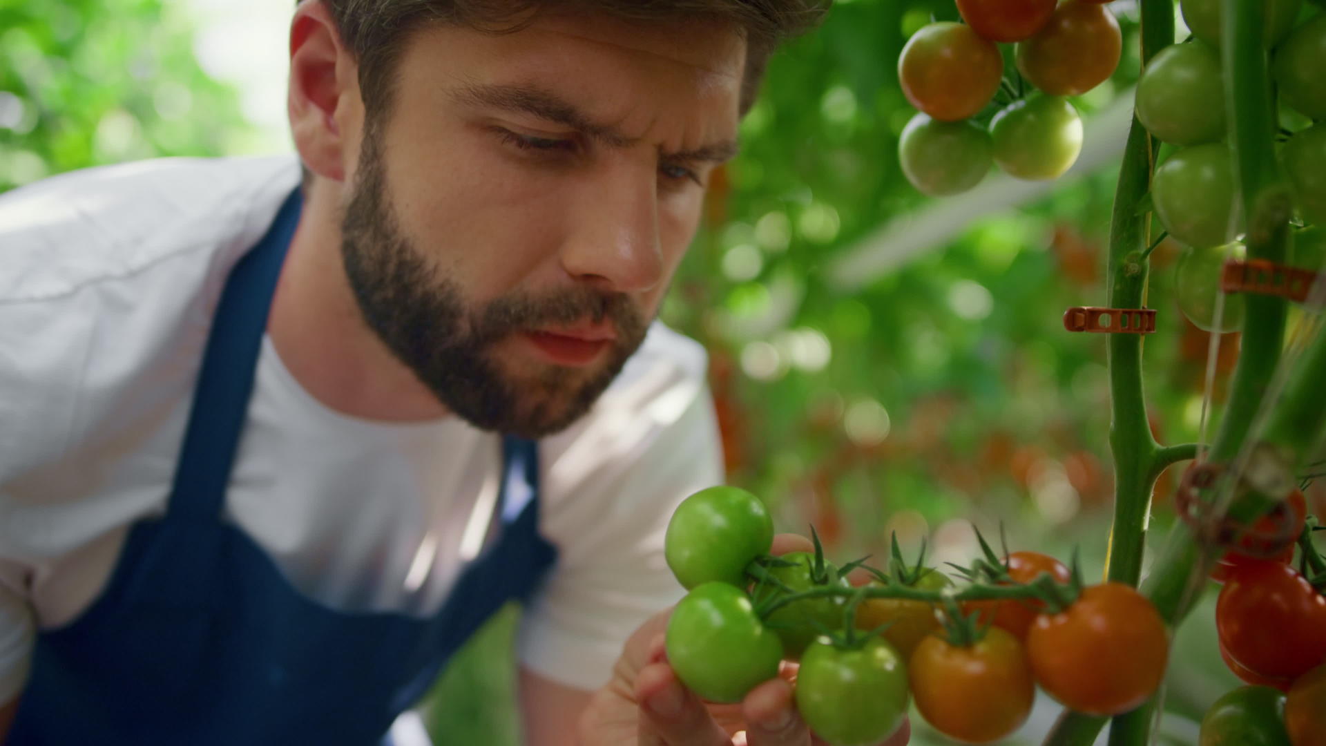 在夏季绿色农田肖像中农民检查番茄种植视频的预览图