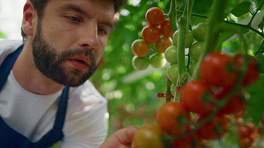检查西红柿植物质量的农民在温暖的现代温室肖像中视频的预览图
