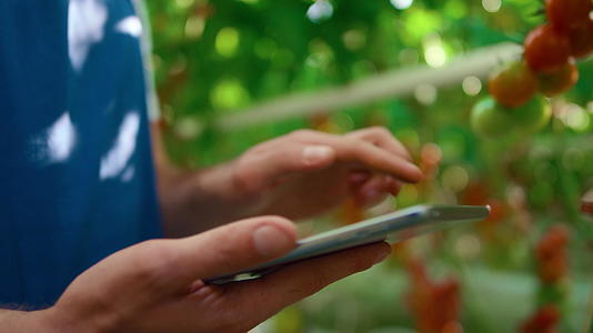 特写农业专家用现代平板电脑检查番茄质量视频的预览图