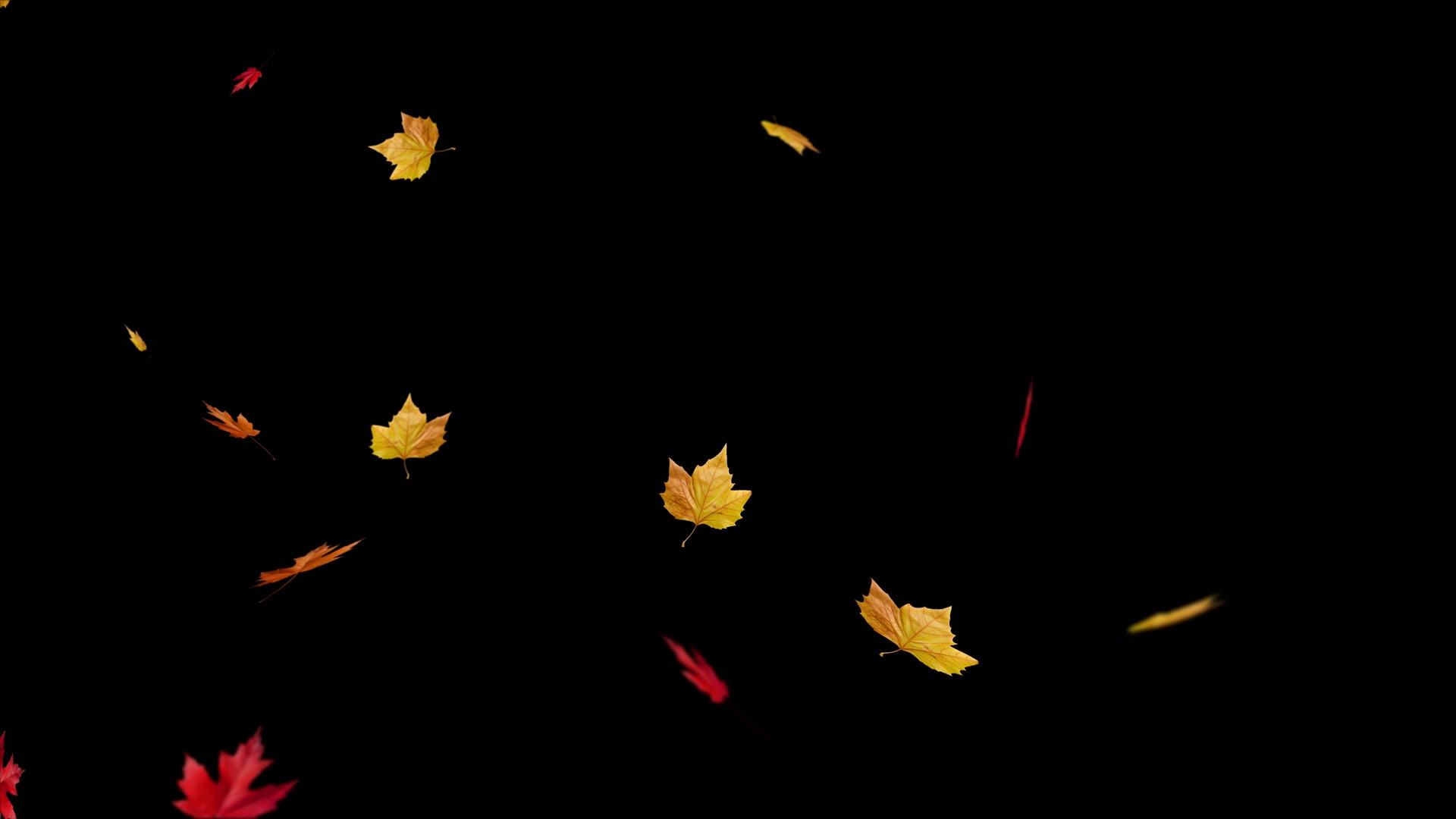 枫叶飘落动画（带通道）视频的预览图