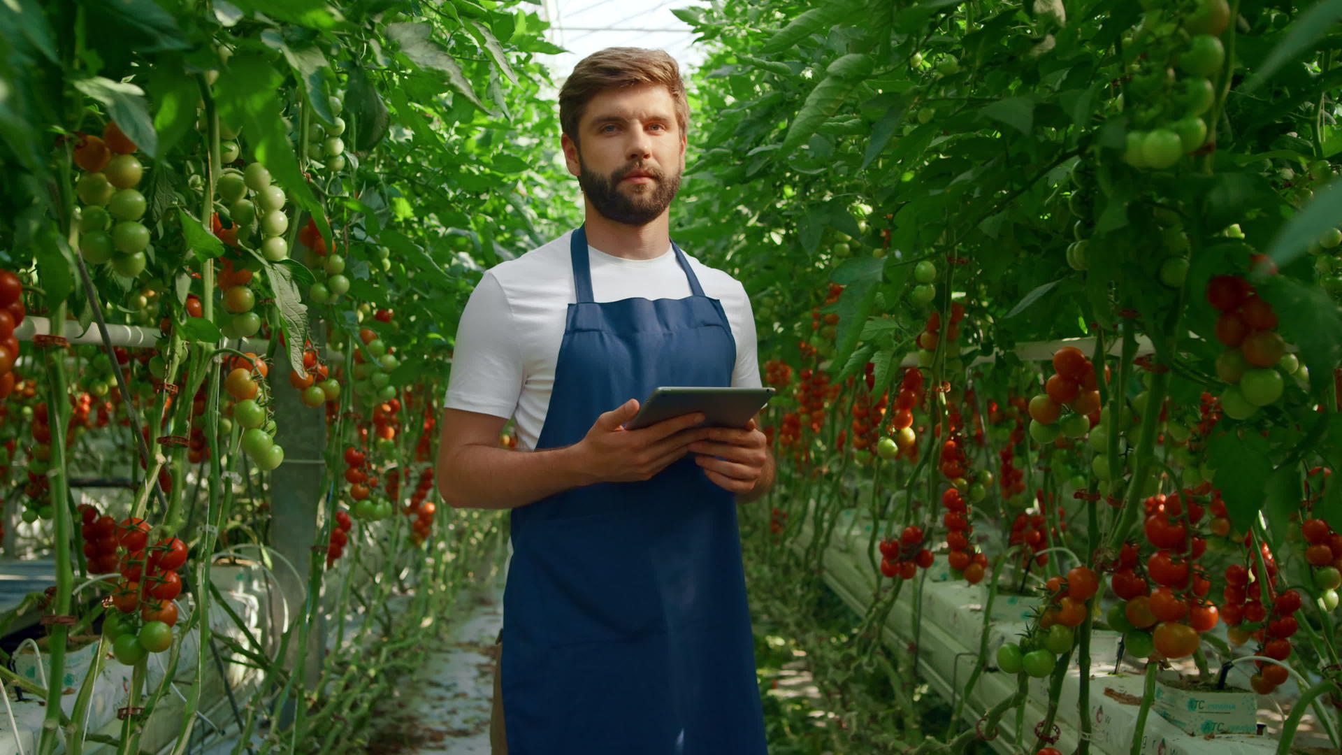 农业控制种植西红柿的质量视频的预览图