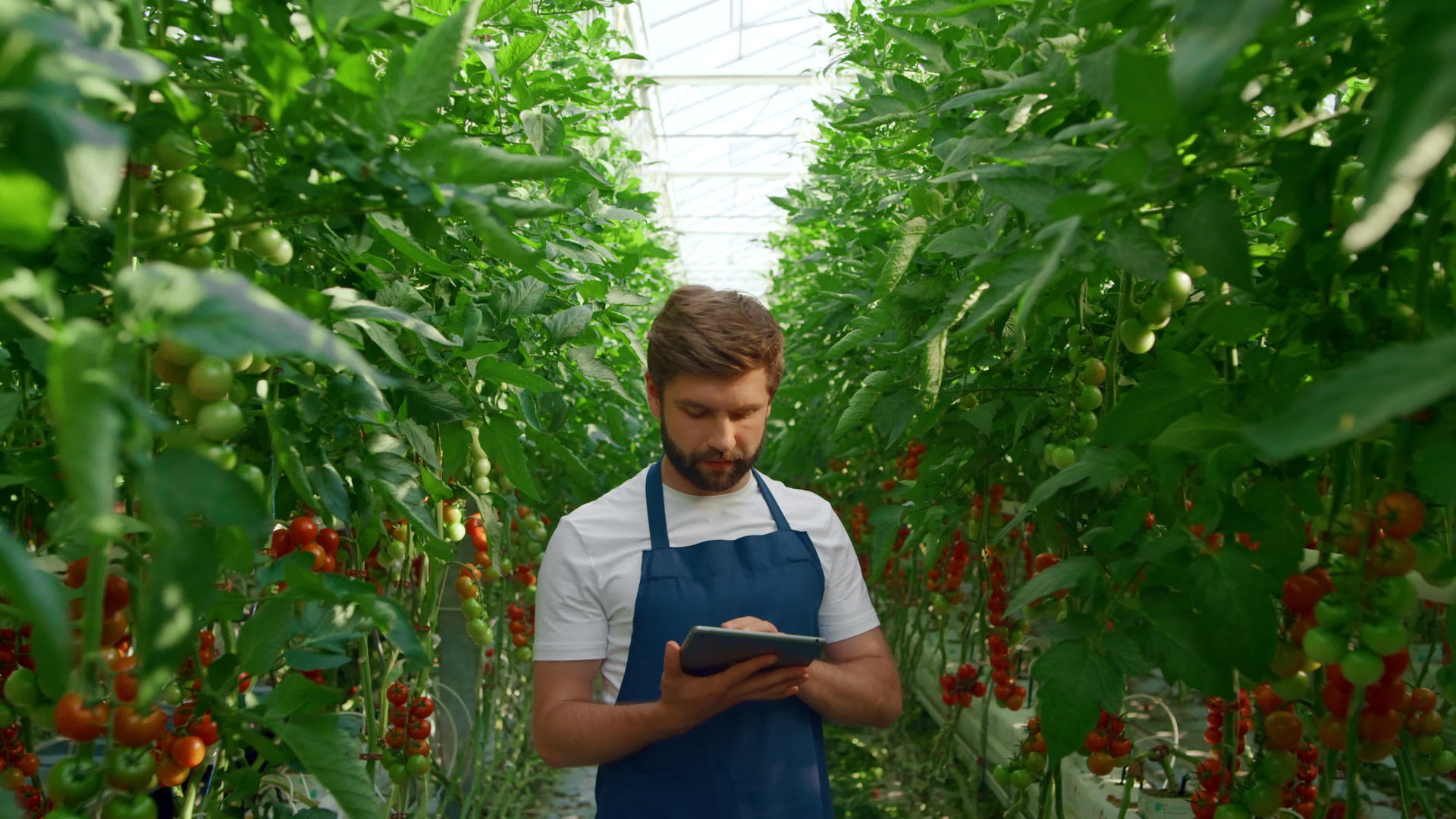 在现代温室中农业科学家检查生长番茄种植片视频的预览图