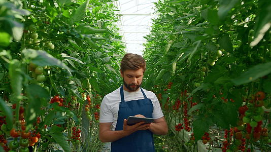 在现代温室中农业科学家检查生长番茄种植片视频的预览图