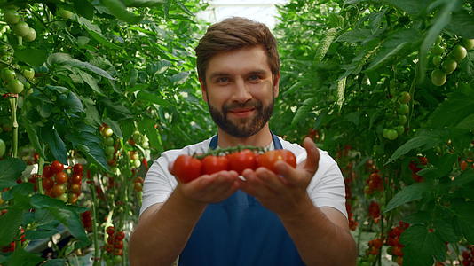 在有机农田温室里农民们微笑着展示番茄收获视频的预览图
