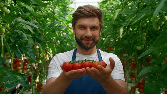 在绿色大花园特写中农场工人微笑着展示番茄收获视频的预览图