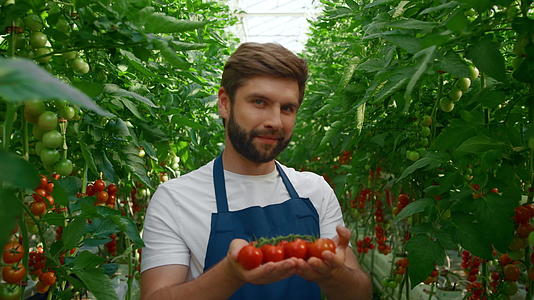 在温室的绿色植物中农场工人展示红色有机番茄视频的预览图