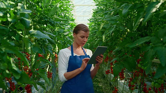 在大温室里女农学家收集研究片有机番茄视频的预览图