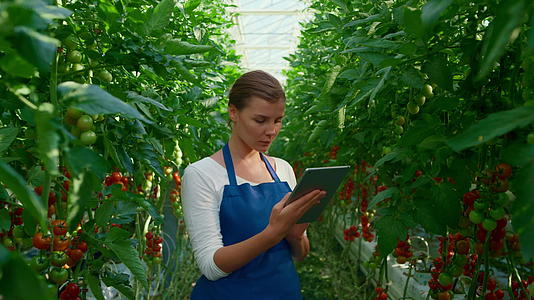 女性农艺片控制农场番茄生长过程的质量视频的预览图