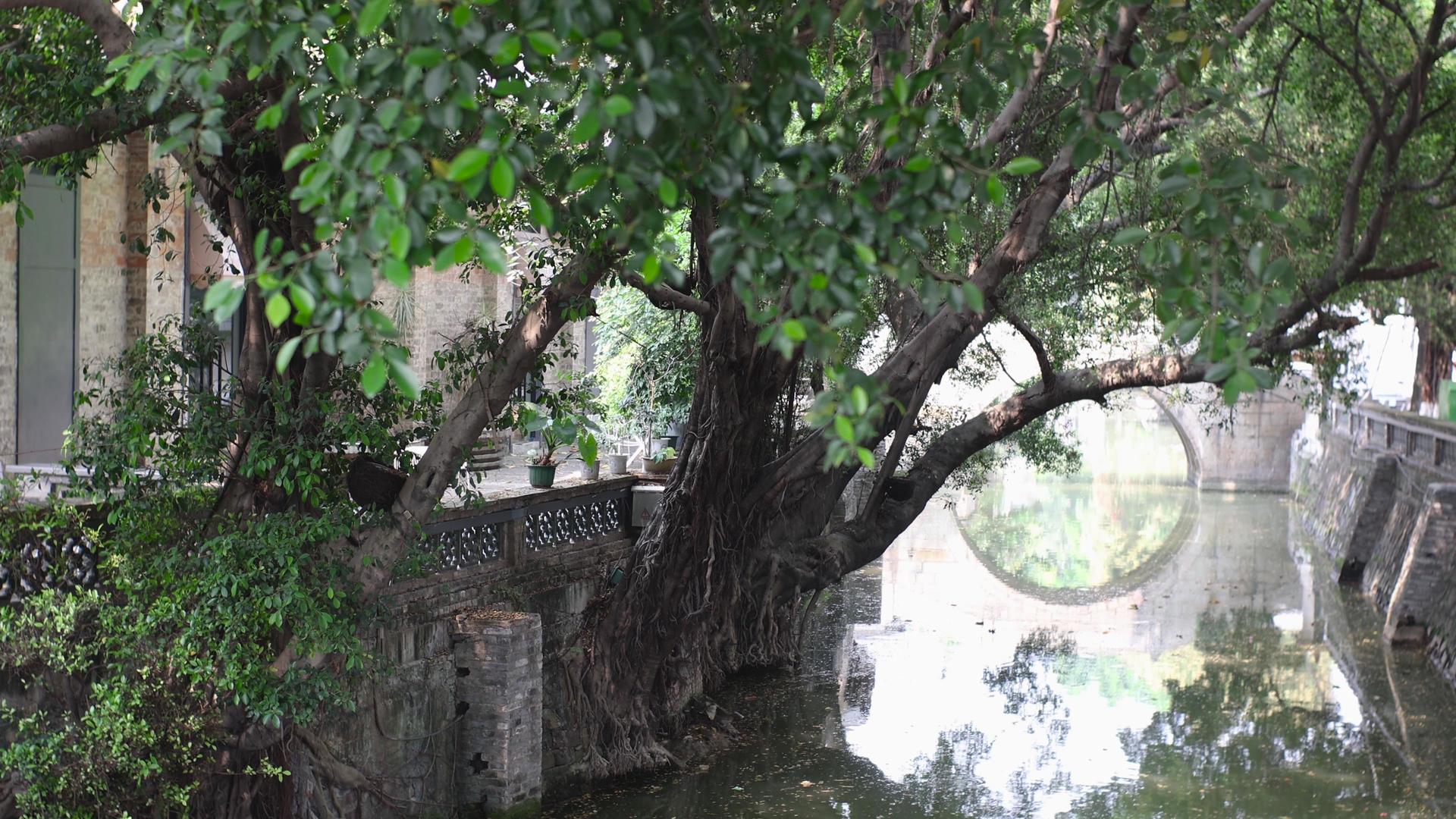 4K实拍古桥水乡风景古镇榕树实拍视频视频的预览图