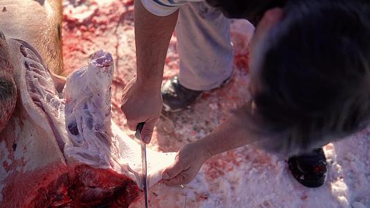 猪肉被屠宰在封闭的切肉屠夫中视频的预览图