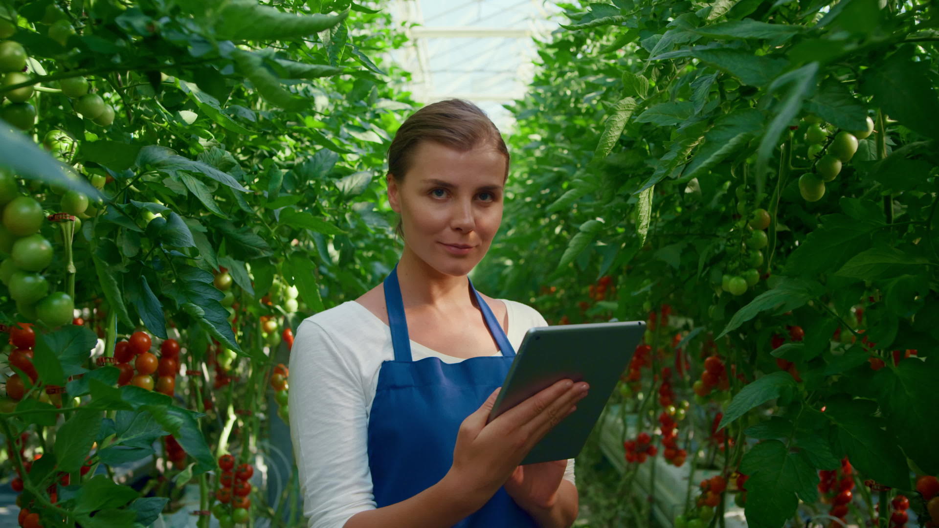 在温室里植物科学家研究片剂栽培番茄视频的预览图