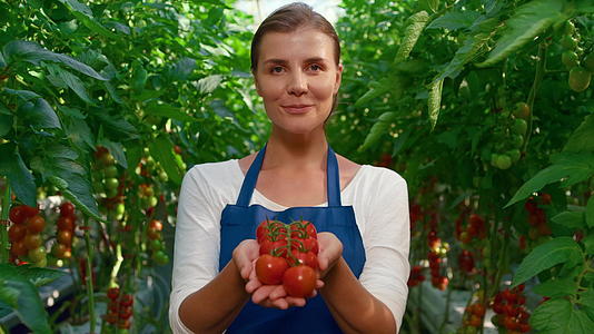 在大温室特写中展示西红柿收获的女农民微笑视频的预览图