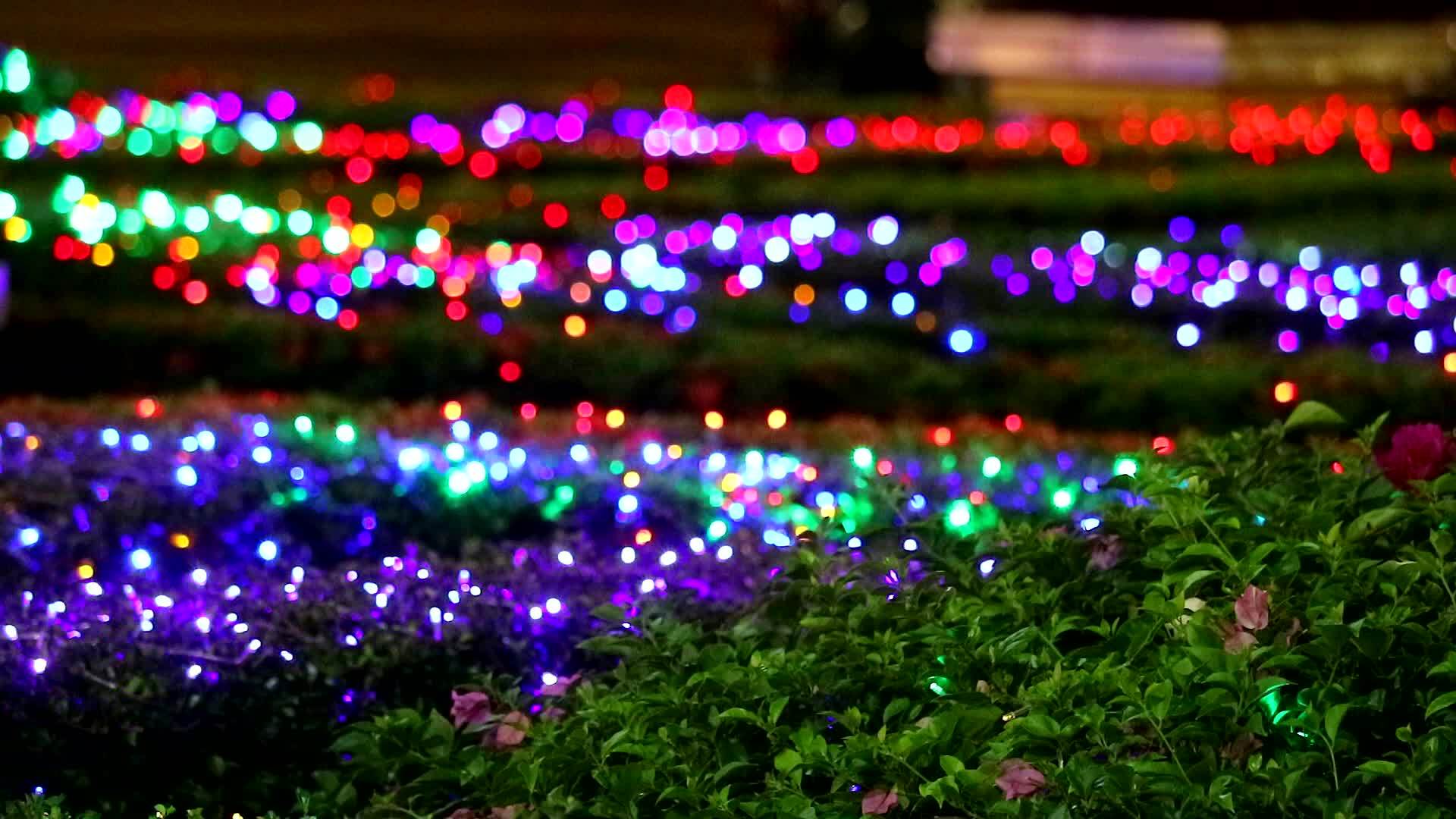 夜晚花园树上模糊的彩虹灯装饰视频的预览图