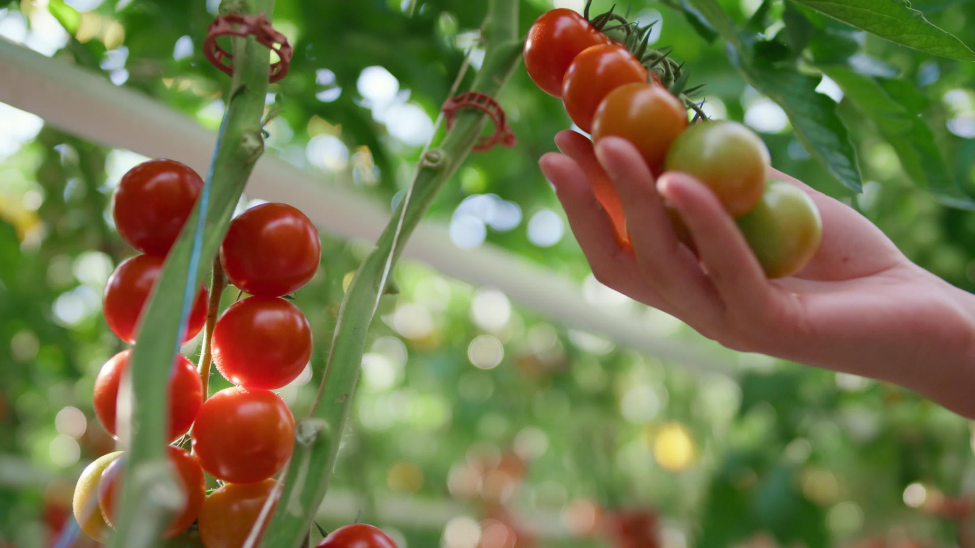 农场工人手特写触摸番茄分析种植园质量视频的预览图