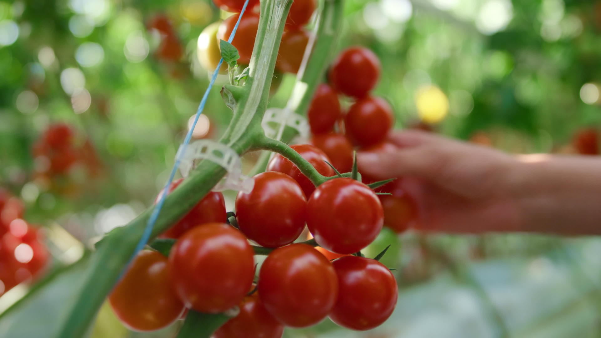农业学家在种植园中检查红番茄的质量视频的预览图