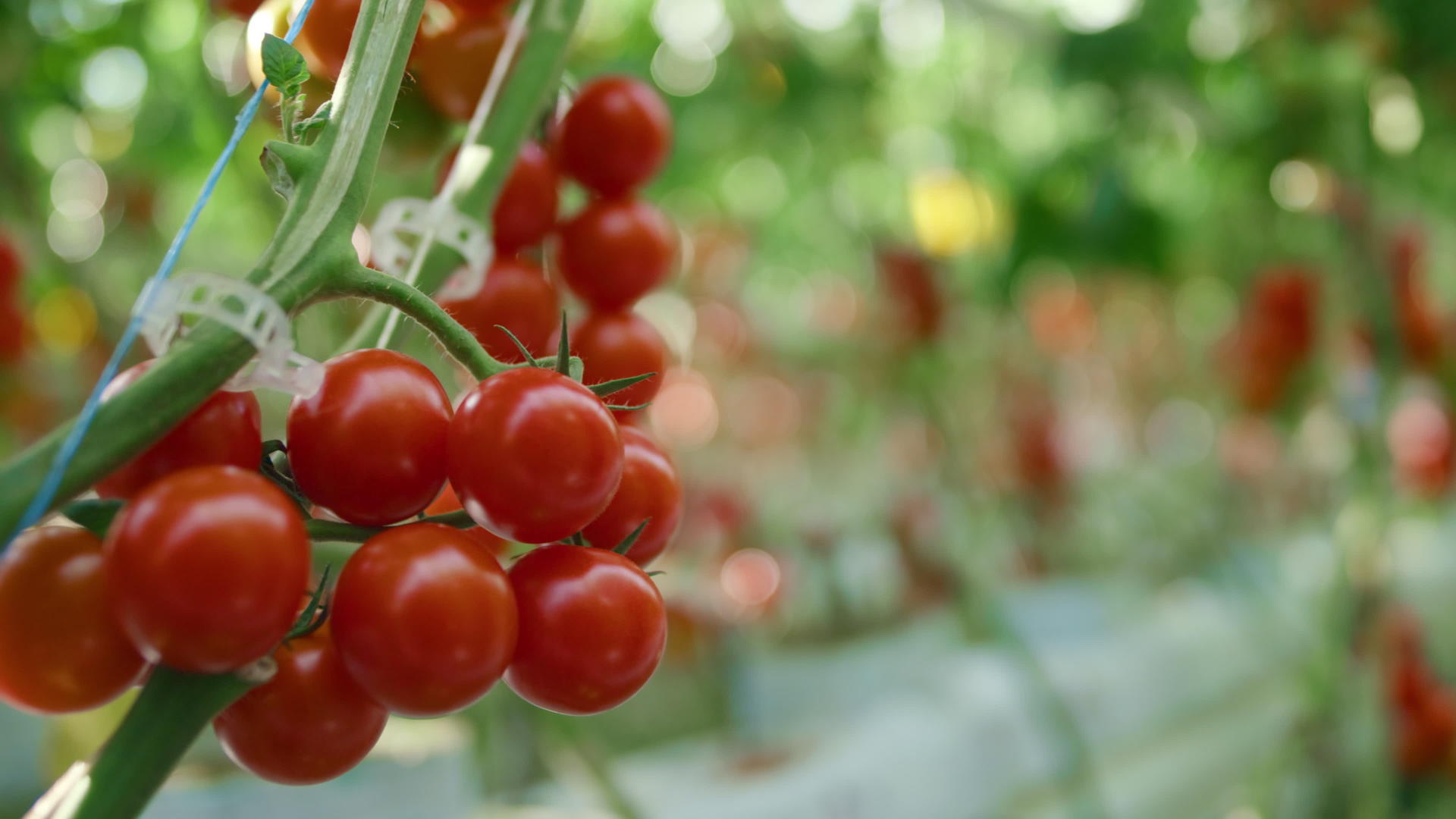 特写红番茄生长在温暖的现代温室概念中视频的预览图