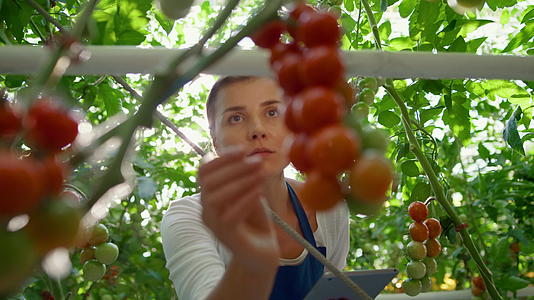 女农艺师用平板肖像检查温室番茄生产视频的预览图