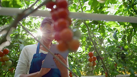 对西红柿进行研究的农妇用平板电脑对农场肖像的生长进行分析视频的预览图