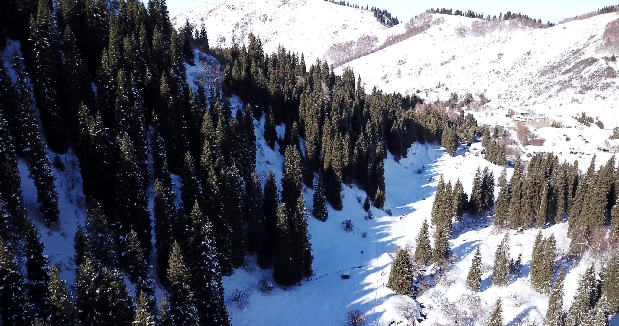冬季高山森林视频的预览图