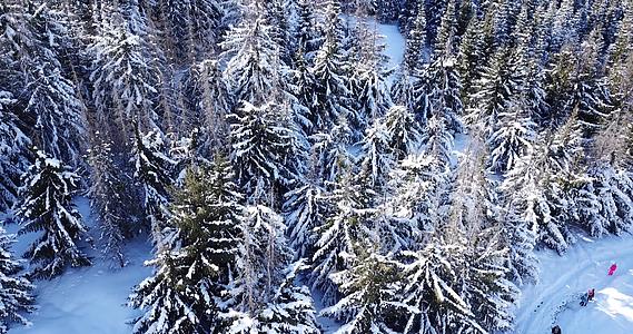 冬季高山森林视频的预览图