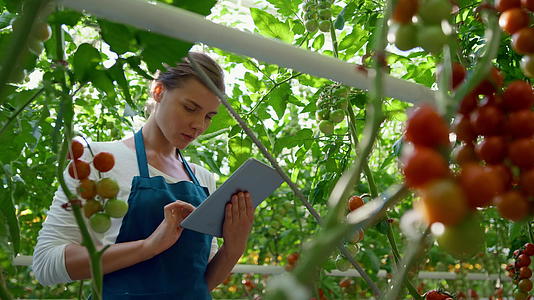 农业业主在农场使用技术平板电脑检查番茄质量视频的预览图