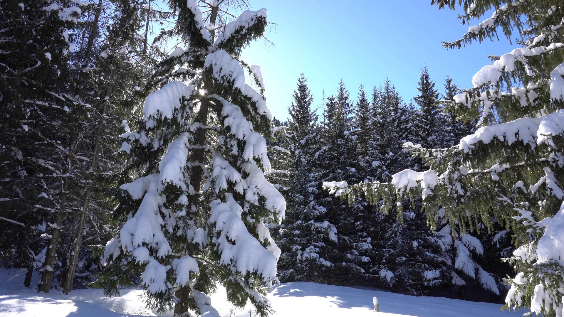 冬季森林视频的预览图