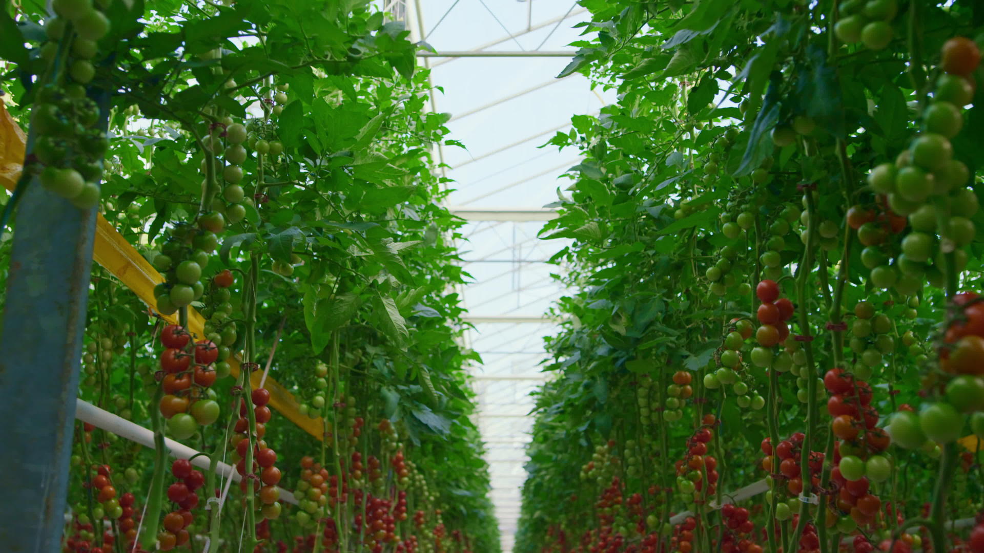 番茄灌木在树枝上种植温室生产有机新鲜食品视频的预览图