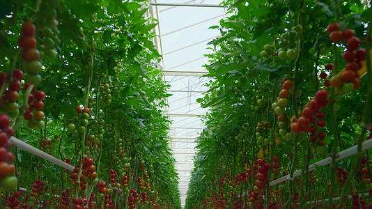 农业有机素食中的温室加工蔬菜种植视频的预览图