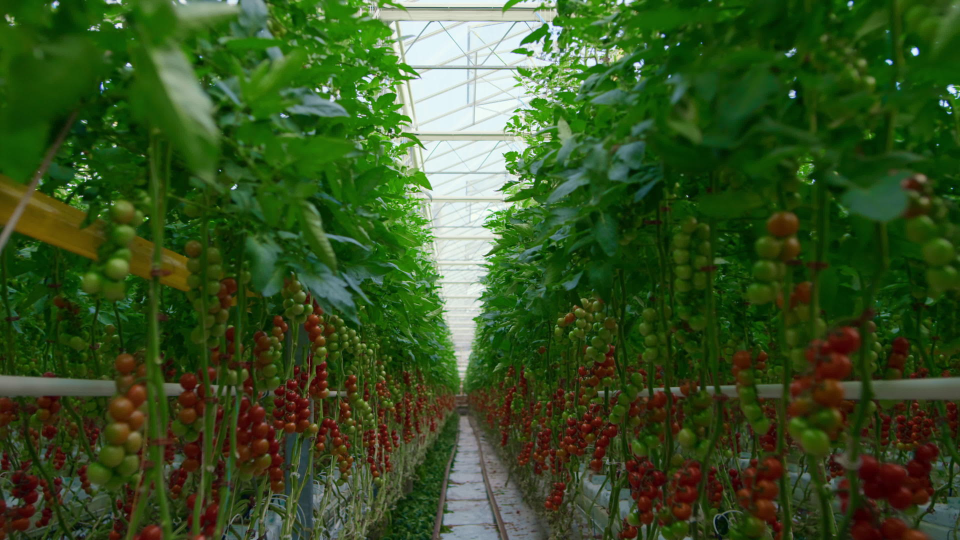 大绿阳光种植园概念下的西红柿栽培过程视频的预览图