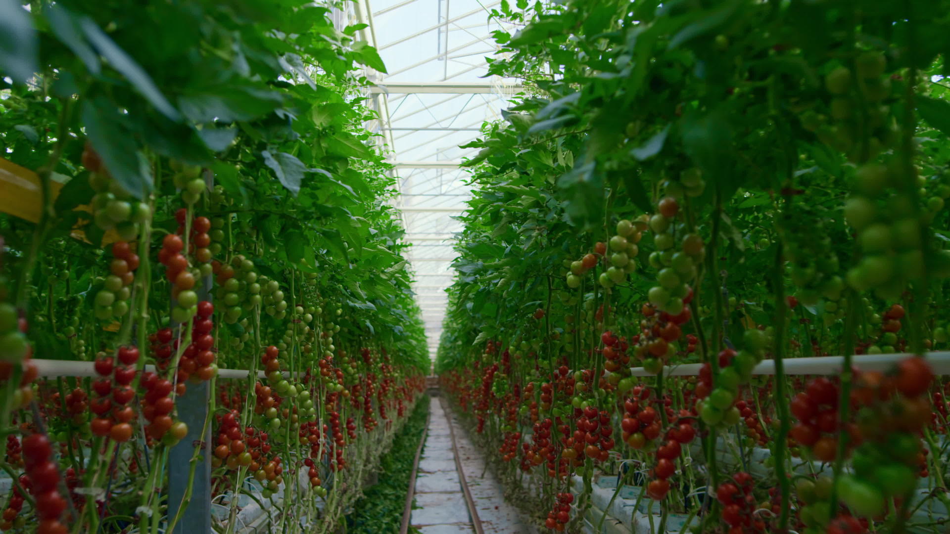 红番茄枝条生长在温暖的现代温室灌木上视频的预览图