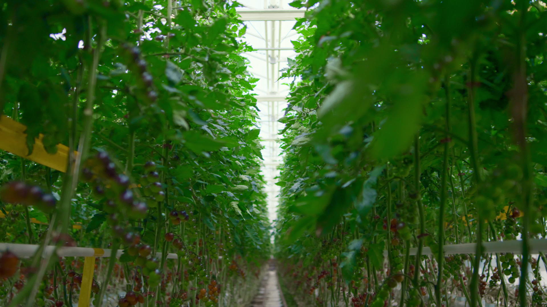 在绿叶间现代温室中西红柿的栽培理念视频的预览图