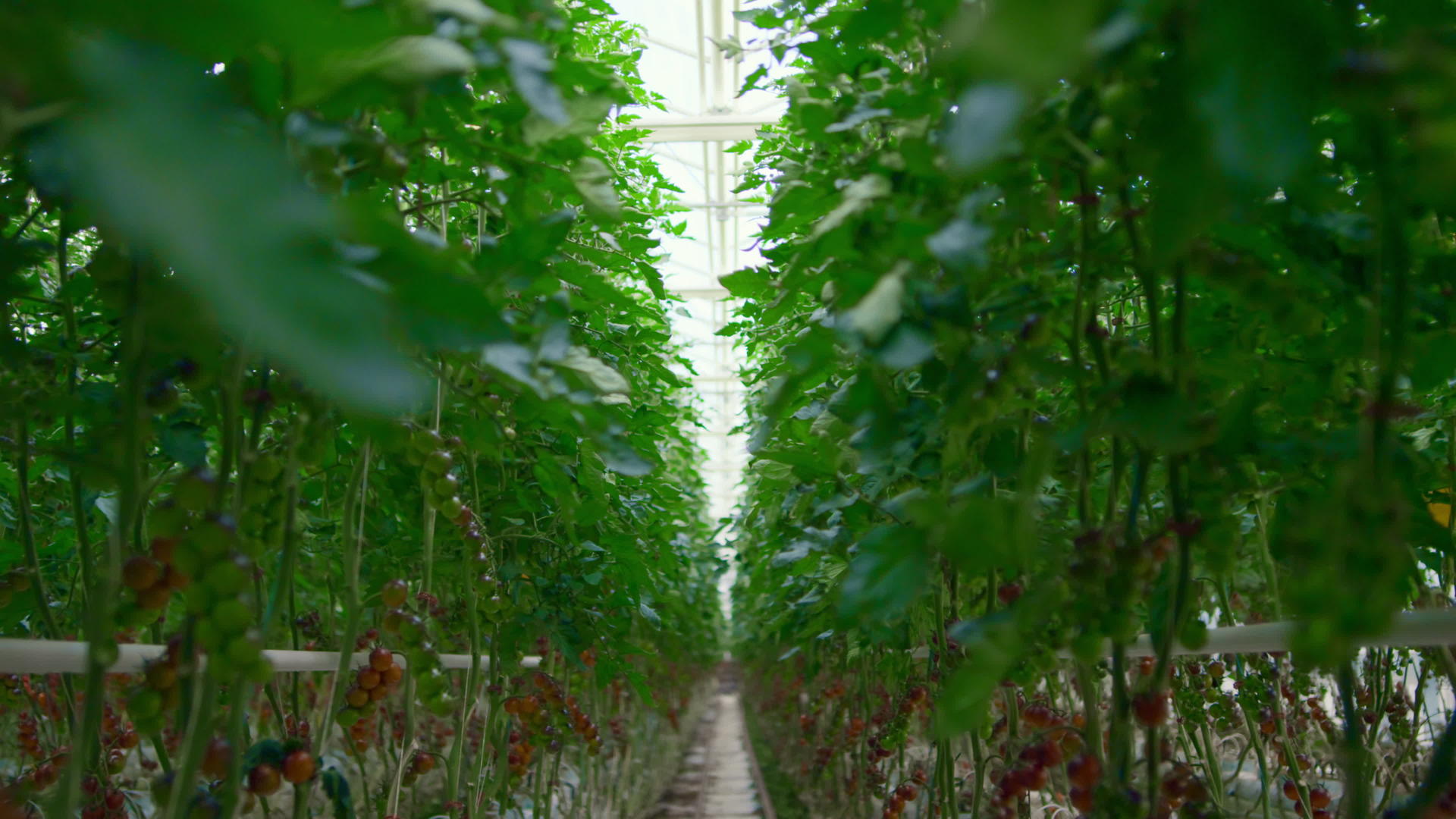 种植西红柿在生产素食的农田里种植视频的预览图