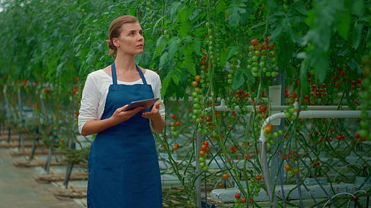女农艺师分析现代温室番茄栽培工艺视频的预览图