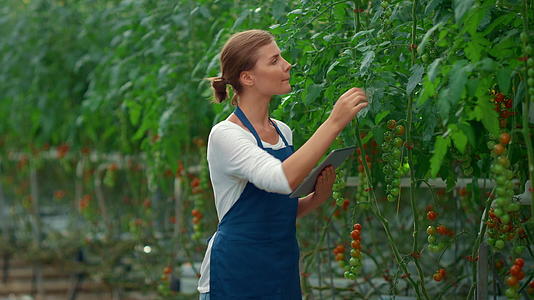植物科学家装置在番茄温室中检查栽培植物视频的预览图