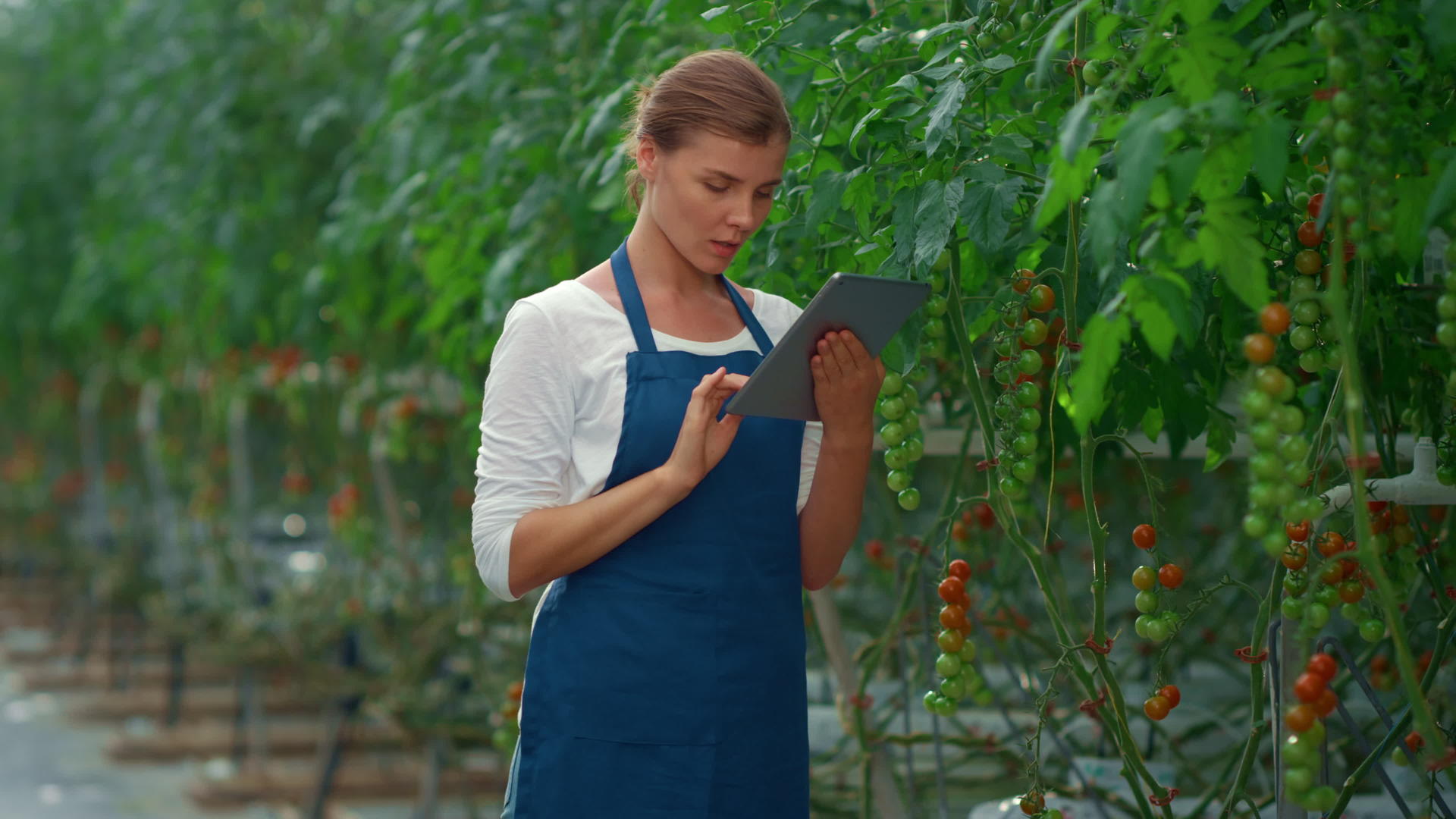 在平板温室中农民分析番茄植物视频的预览图