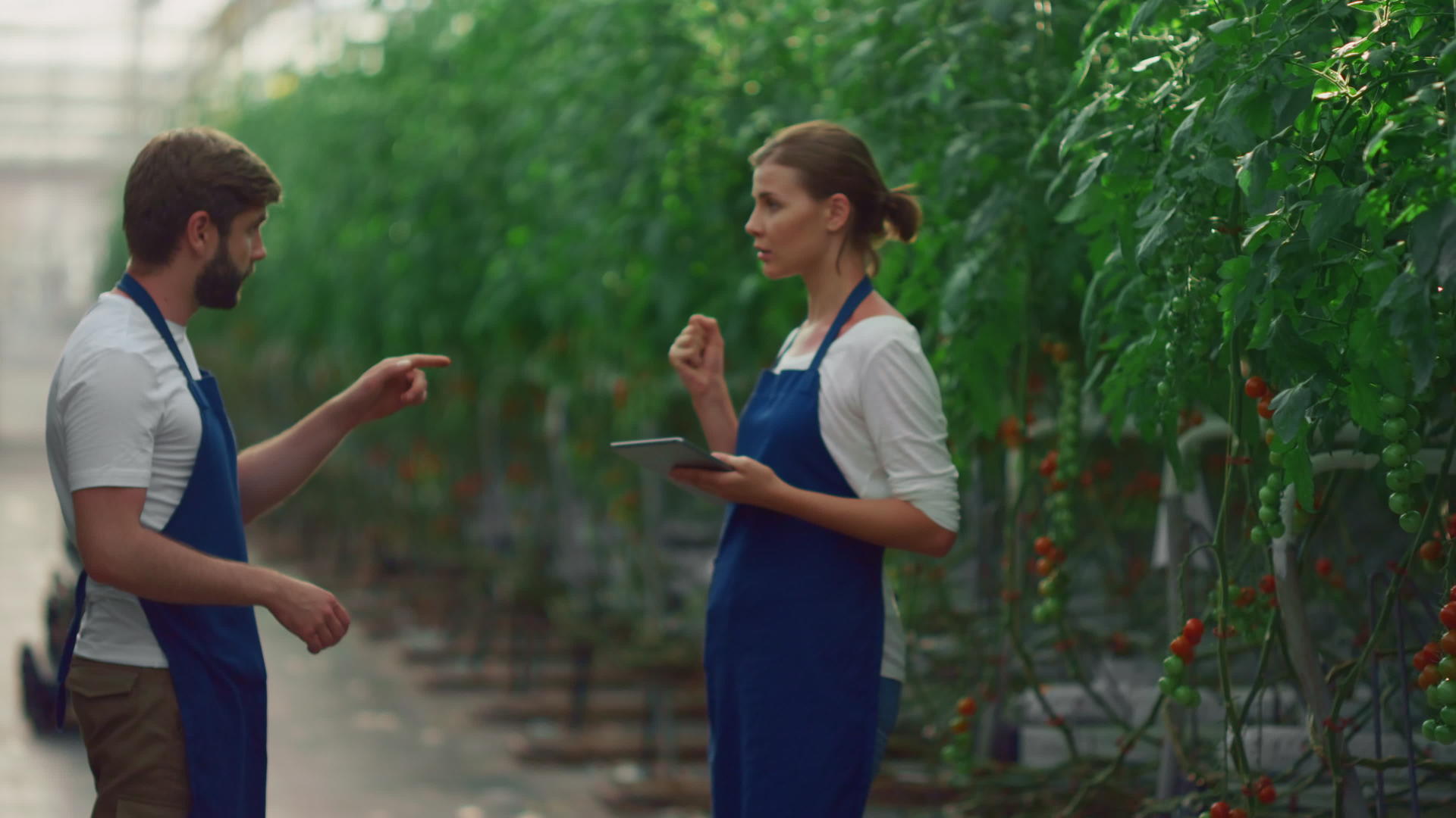 一对农民正在检查西红柿他们一起在温室里种植食物视频的预览图