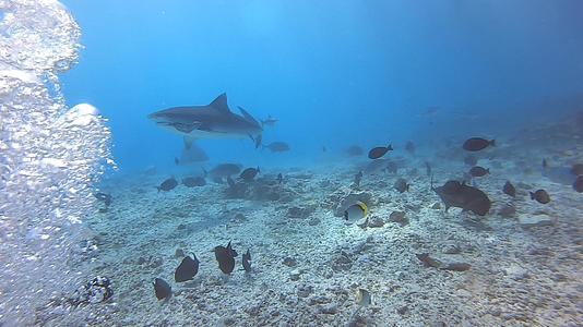 马尔代夫虎鲨公园视频的预览图