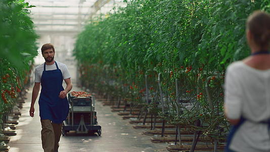 农业学家分析在种植园种植西红柿的蔬菜视频的预览图
