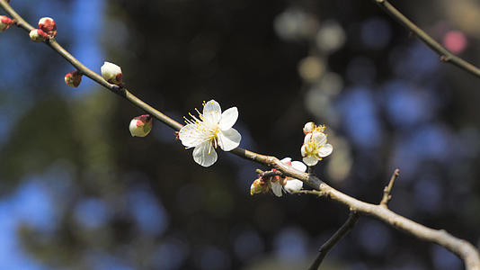 实拍4K素材春暖花开唯美风景白色桃花特写视频的预览图