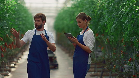 农民在温室里用平板设备检查西红柿蔬菜视频的预览图