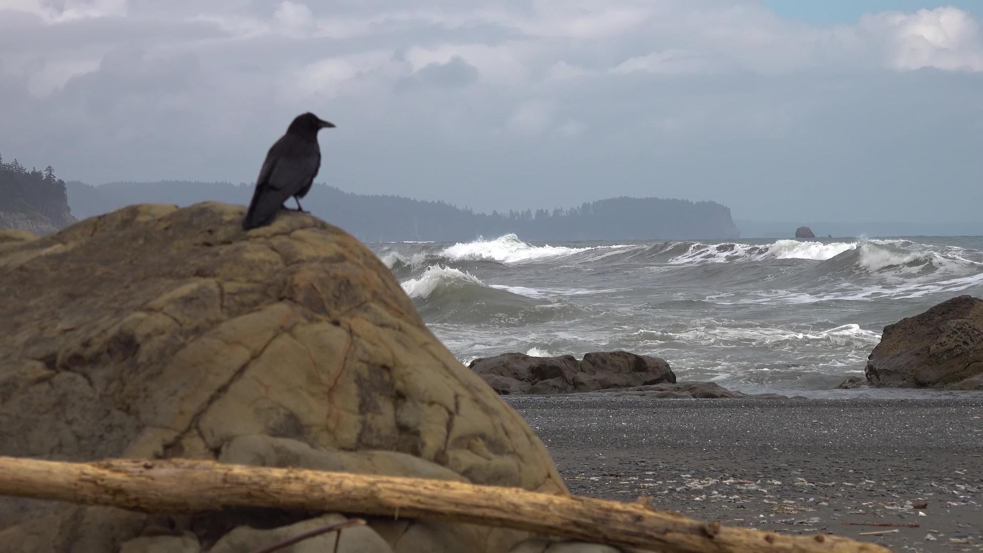 一只大黑鸟坐在太平洋海岸的岩石上飞出了框架外的奥林匹克视频的预览图