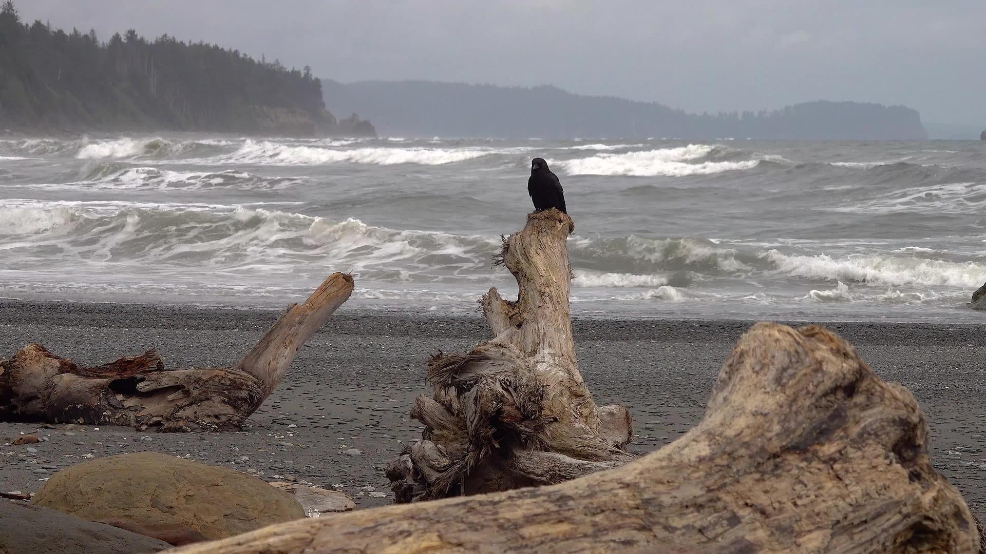 一只大黑鸟坐在太平洋海岸的岩石上飞出了框架外的奥林匹克视频的预览图