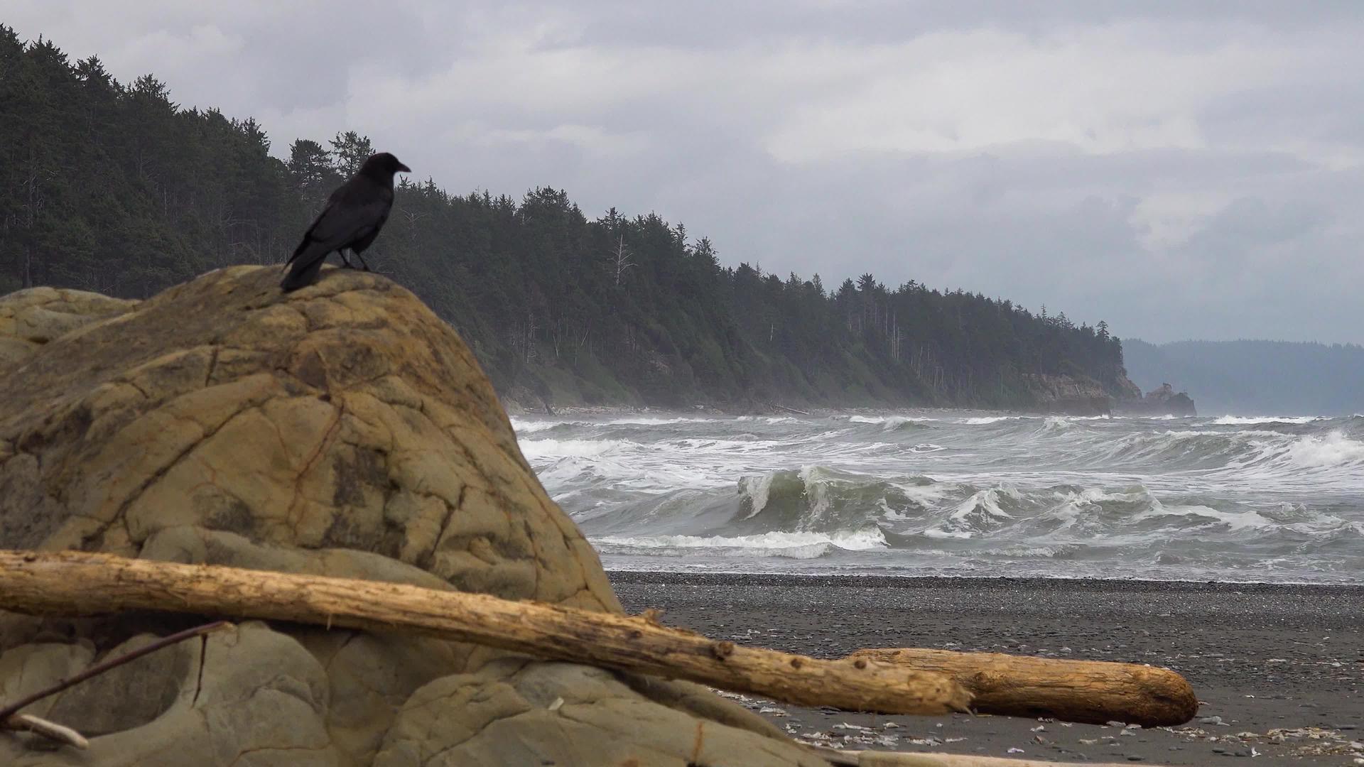 一只大黑鸟坐在太平洋海岸的岩石上视频的预览图