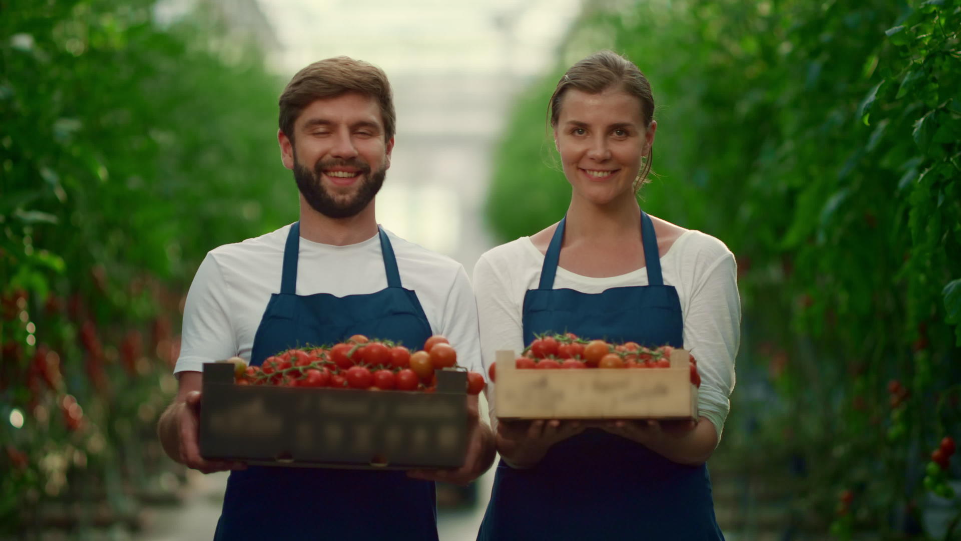 积极的农民在当地市场种植园展示蔬菜番茄盒视频的预览图