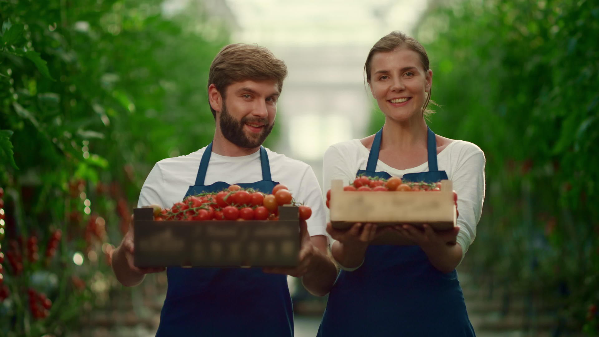 企业家夫妇在商业农贸市场种植西红柿蔬菜盒视频的预览图